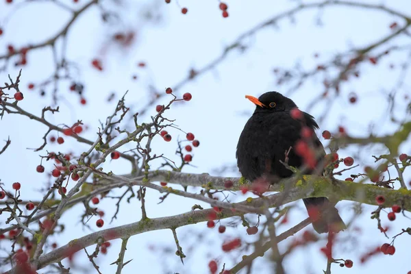 Macho de pássaro preto comum no inverno — Fotografia de Stock