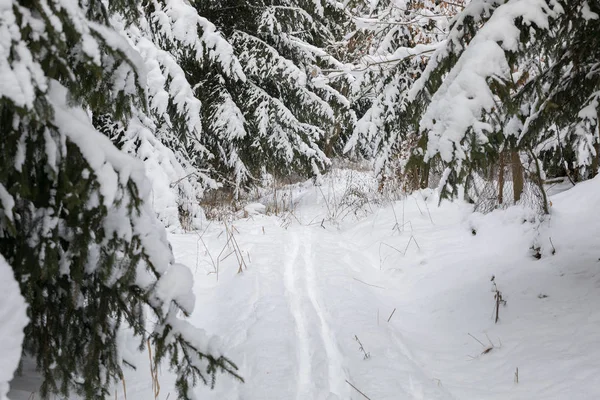 En lugn vinterlandskap med träd täcks av snö — Stockfoto