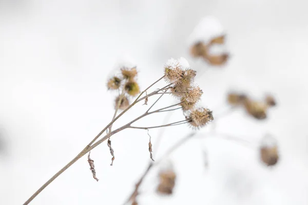 Естественный зимний фон — стоковое фото