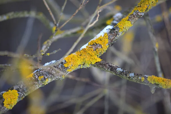 冬の小枝に黄色の寄生菌 — ストック写真