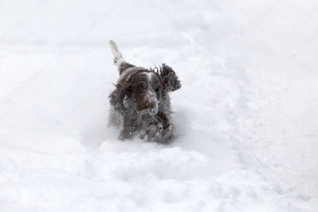 english cocker spaniel dog playing in fresh snow