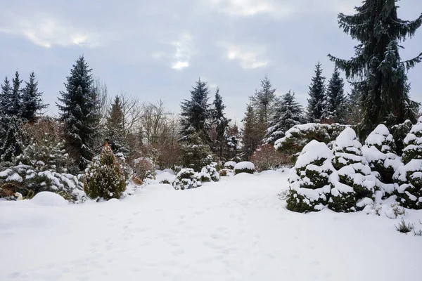 Vackra vinterträdgård täckt av snö — Stockfoto