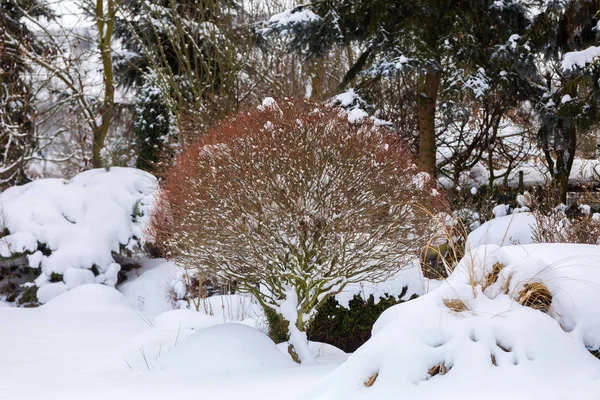 Beautiful winter garden covered by snow — Stock Photo, Image