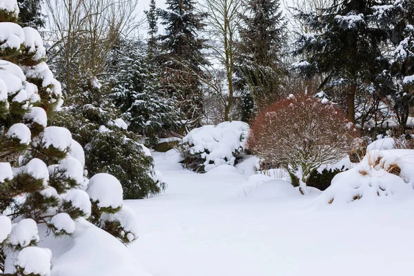Hermoso jardín de invierno cubierto de nieve —  Fotos de Stock