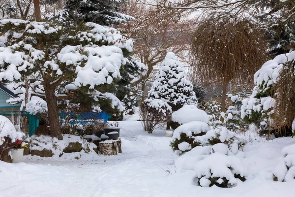 被雪覆盖的美丽的冬季花园 — 图库照片
