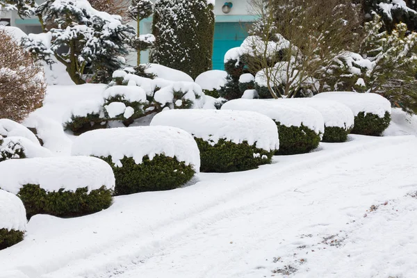 Hermoso jardín de invierno cubierto de nieve — Foto de Stock