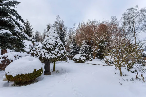 Hermoso jardín de invierno cubierto de nieve — Foto de Stock