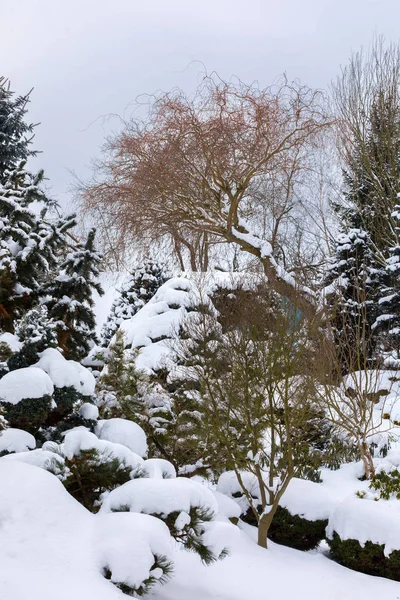 Hermoso jardín de invierno cubierto de nieve — Foto de Stock