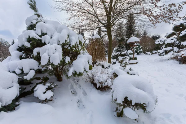 Beautiful winter garden covered by snow — Stock Photo, Image