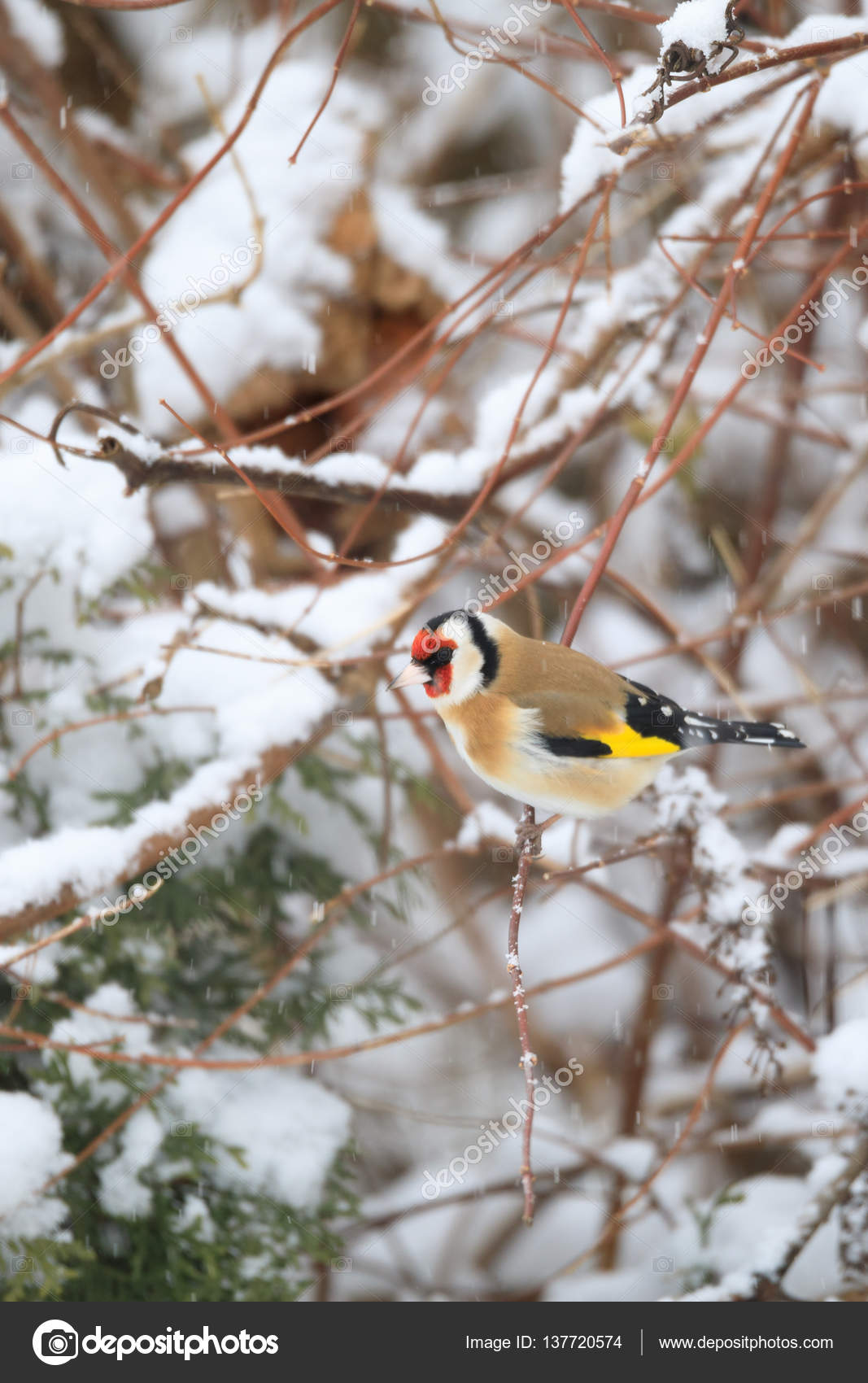Chardonneret élégant Petit Oiseau En Hiver Photographie