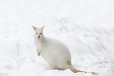 Kızıl enseli Wallaby karlı kış