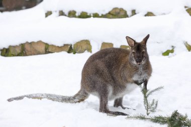 Red-necked Wallaby in snowy winter clipart