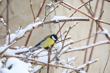 Kışın güzel küçük kuş büyük baştankara
