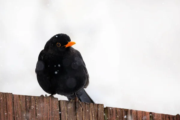 Maschio di uccello merlo comune — Foto Stock