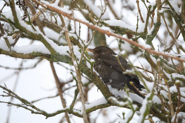 Vrouw van gemeenschappelijke blackbird vogels — Stockfoto