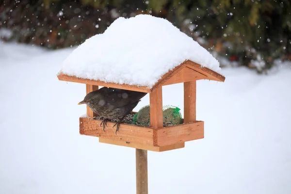 Pássaro-preto comum no alimentador de pássaros simples — Fotografia de Stock