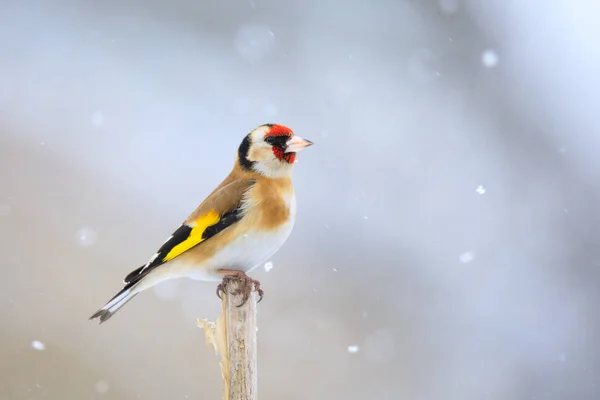 Petit oiseau Chardonneret d'Europe en hiver — Photo