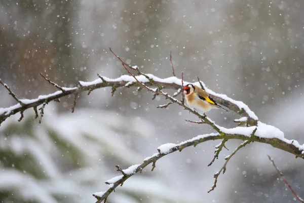 Petit oiseau Chardonneret d'Europe en hiver — Photo