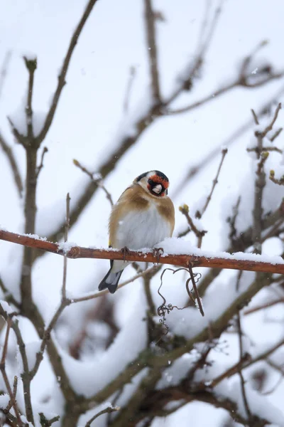 Pequeno pássaro europeu goldfinch no inverno — Fotografia de Stock