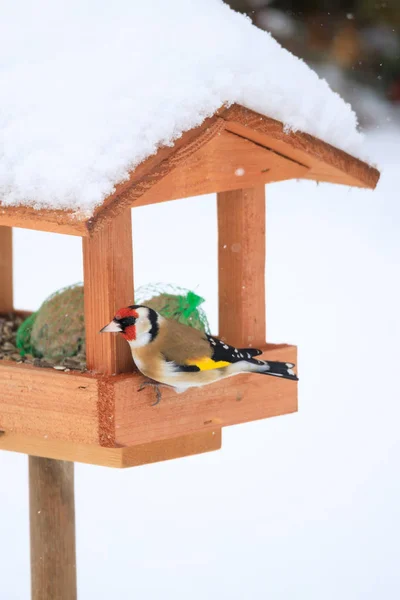 Chardonneret européen dans une mangeoire à oiseaux simple — Photo