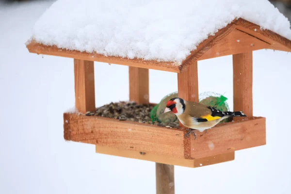 Chardonneret européen dans une mangeoire à oiseaux simple — Photo