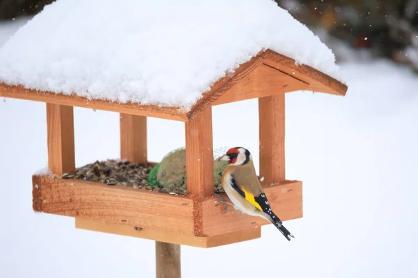 European goldfinch in simple bird feeder — Stock Photo, Image