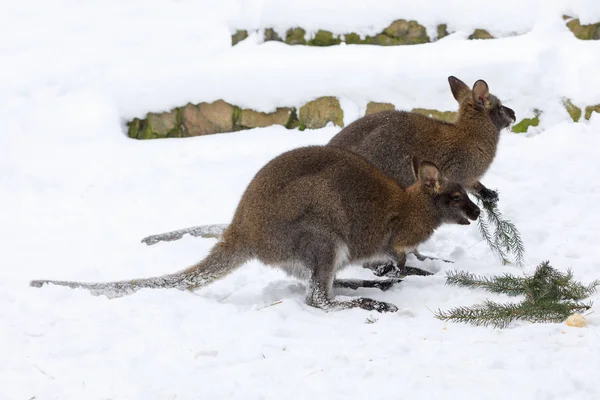 Wallaby de cuello rojo en invierno nevado — Foto de Stock