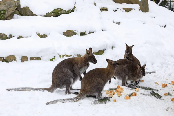 Wallaby de cuello rojo en invierno nevado — Foto de Stock