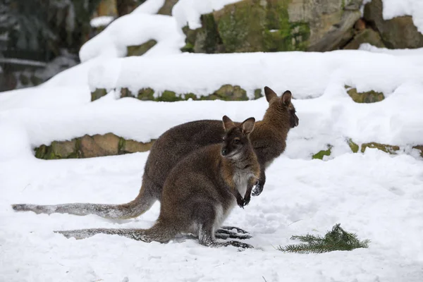Wallaby de cuello rojo en invierno nevado — Foto de Stock