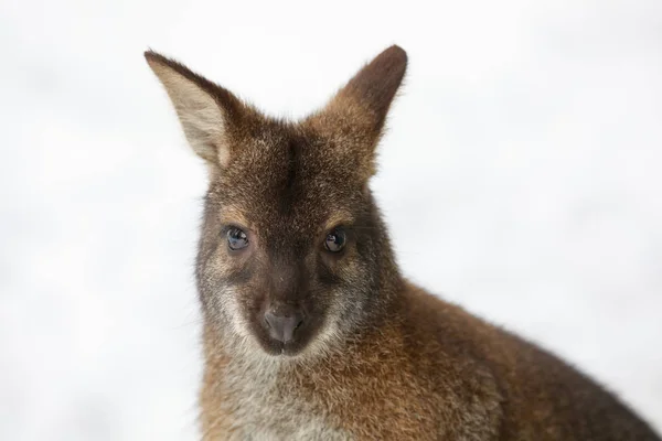 Wallaby de pescoço vermelho no inverno nevado — Fotografia de Stock