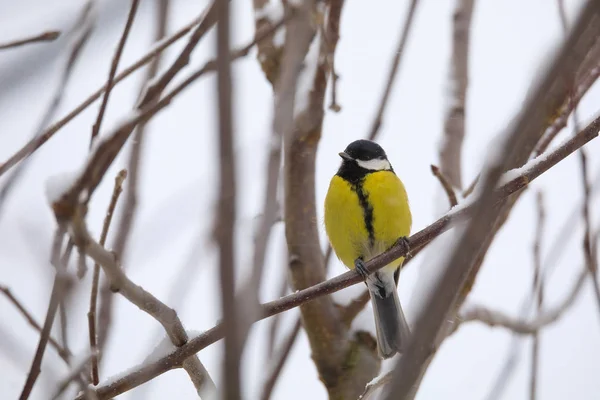 Beau petit oiseau grand mésange en hiver — Photo