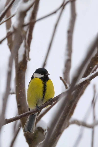 Beau petit oiseau grand mésange en hiver — Photo