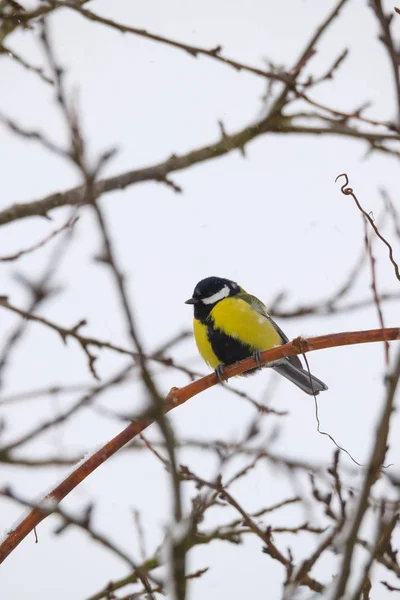 Beau petit oiseau grand mésange en hiver — Photo