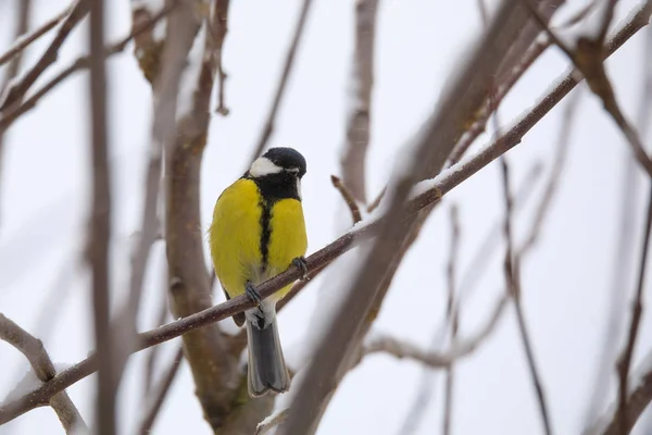 Beau petit oiseau grand mésange en hiver — Photo