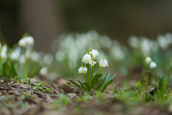 Ранні весняні квіти сніжинки в лісі — стокове фото