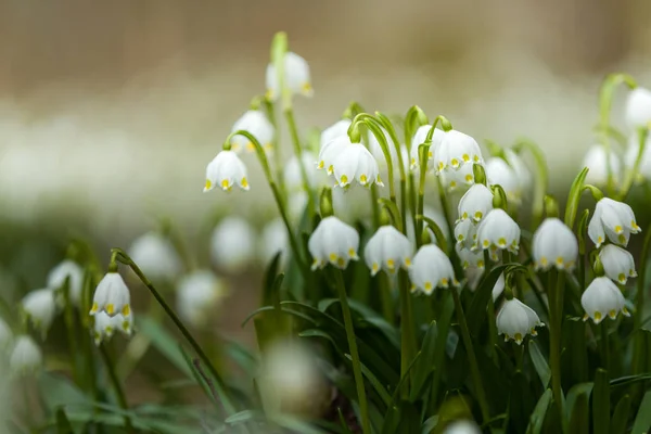 Erken Bahar kar tanesi çiçekleri ormandaki — Stok fotoğraf