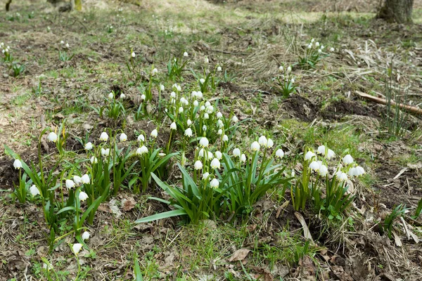 Sněhová vločka květy brzy na jaře v lese — Stock fotografie