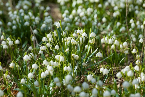 Wczesną wiosną kwiaty śnieżynka w lesie — Zdjęcie stockowe