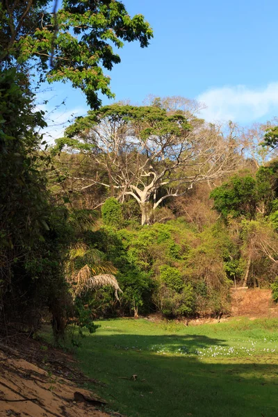 Selva tropical en el parque Ankarafantsika, Madagascar — Foto de Stock