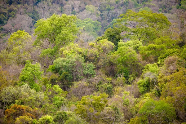 Floresta tropical no parque Ankarafantsika, Madagáscar — Fotografia de Stock
