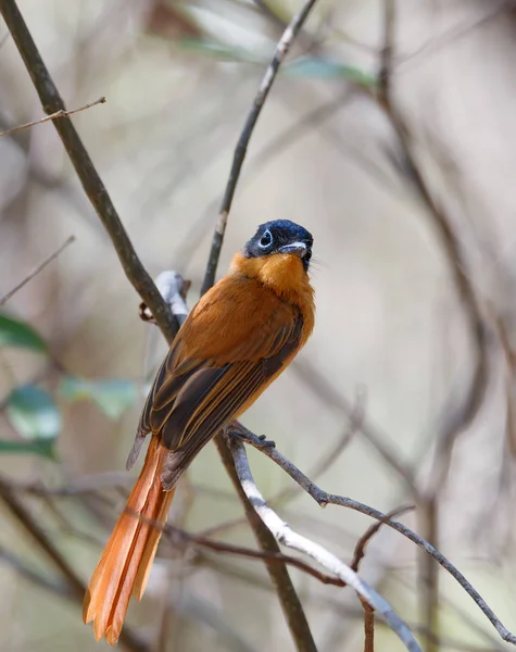 Belo pássaro de Madagáscar Paradise-flycatcher — Fotografia de Stock