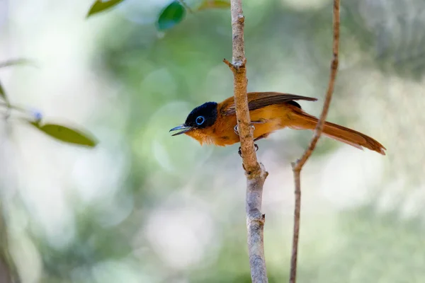 Gyönyörű Madagaszkár madár paradicsom-légykapó — Stock Fotó