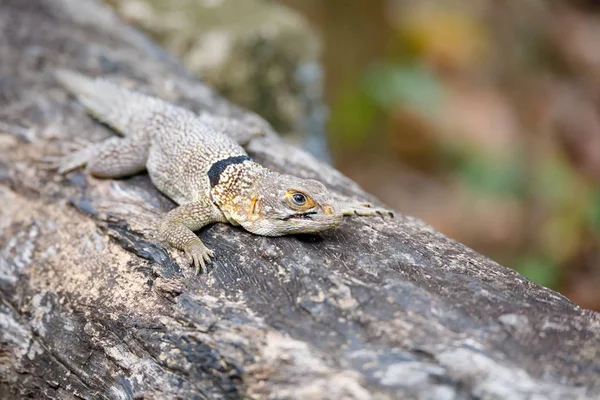 普通的小白领的 iguanid 蜥蜴马达加斯加 — 图库照片