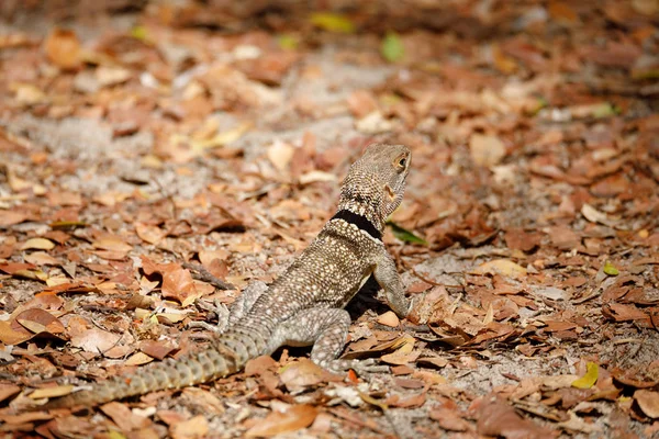 Common small collared iguanid lizard, madagascar — Stock Photo, Image