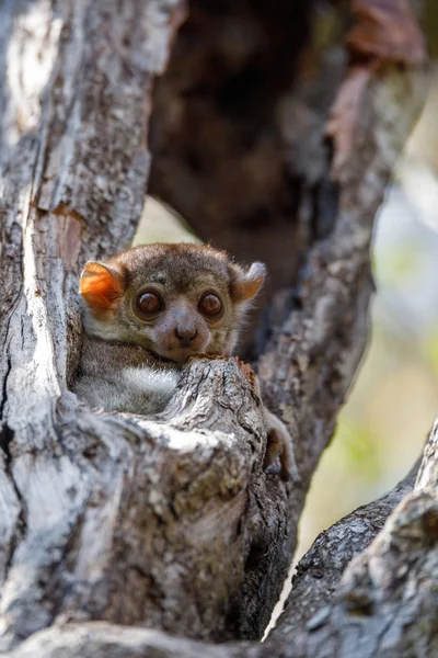 Ankarana sportive lemur, Madagascar — Zdjęcie stockowe