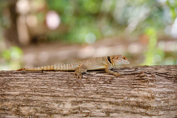 Gemeenschappelijke kleine Gekraagde iguanid hagedis, Madagaskar — Stockfoto