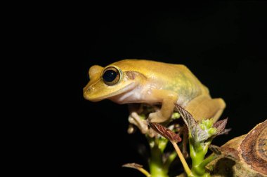 Beautiful frog Boophis rhodoscelis Madagascar clipart