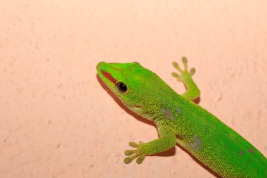 Phelsuma madagascariensis gün gecko, Madagaskar