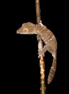 Dev yaprak kuyruklu gecko, Uroplatus fimbriatus, Madagaskar
