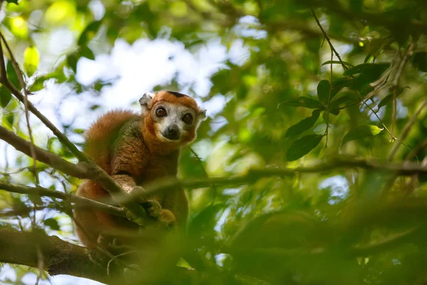 Gekroonde lemur Ankarana National Park, Madagascar — Stockfoto